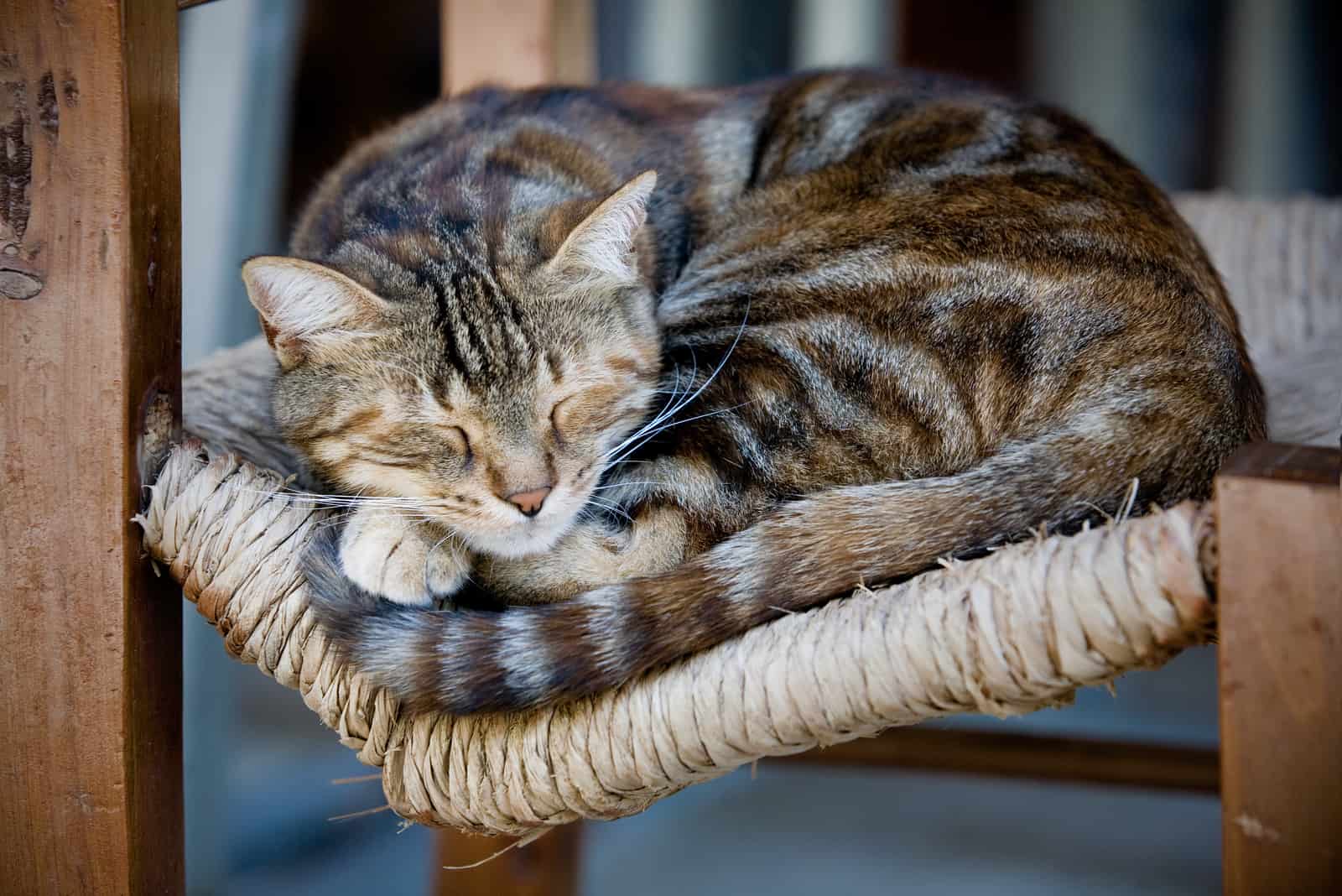 cat sleeping on chair