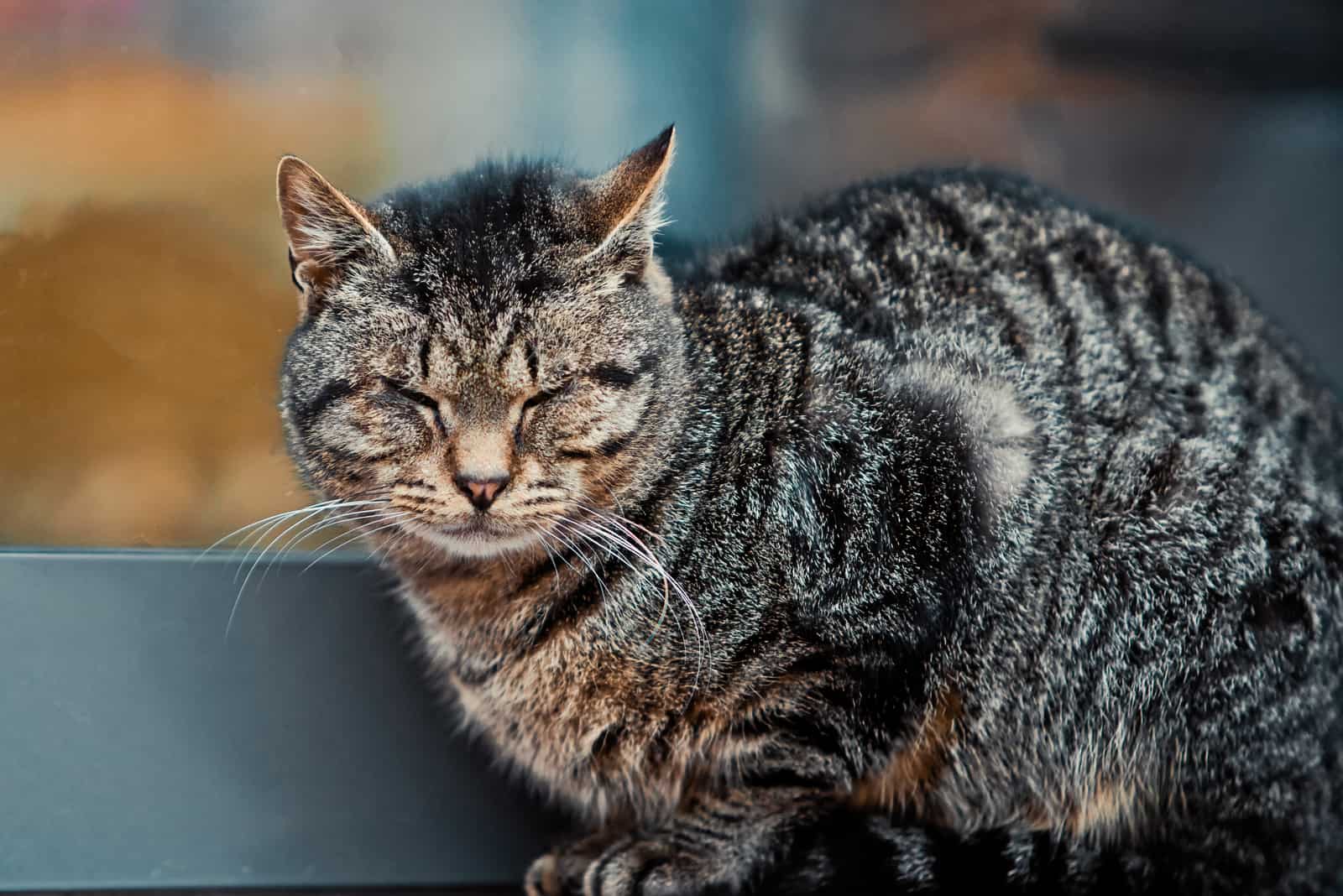 cat sleeping while sitting