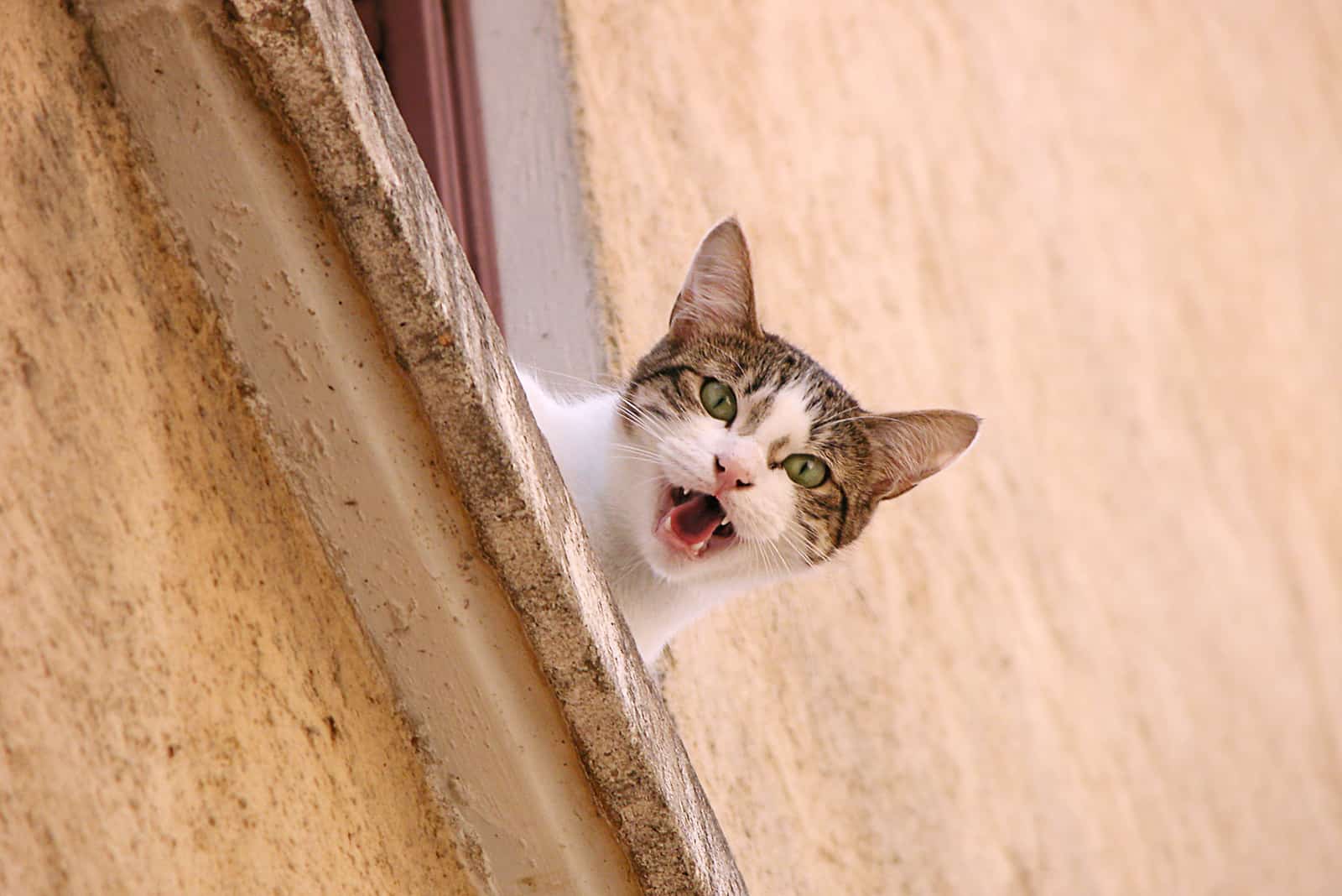 cat standing on window Meowing