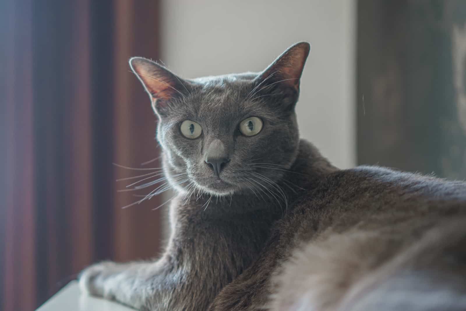 cat with green eyes