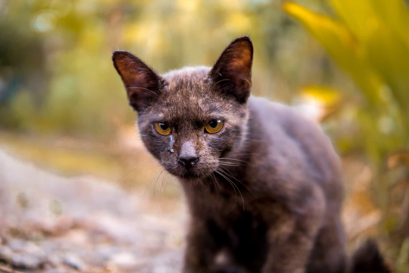 cat with watery eyes