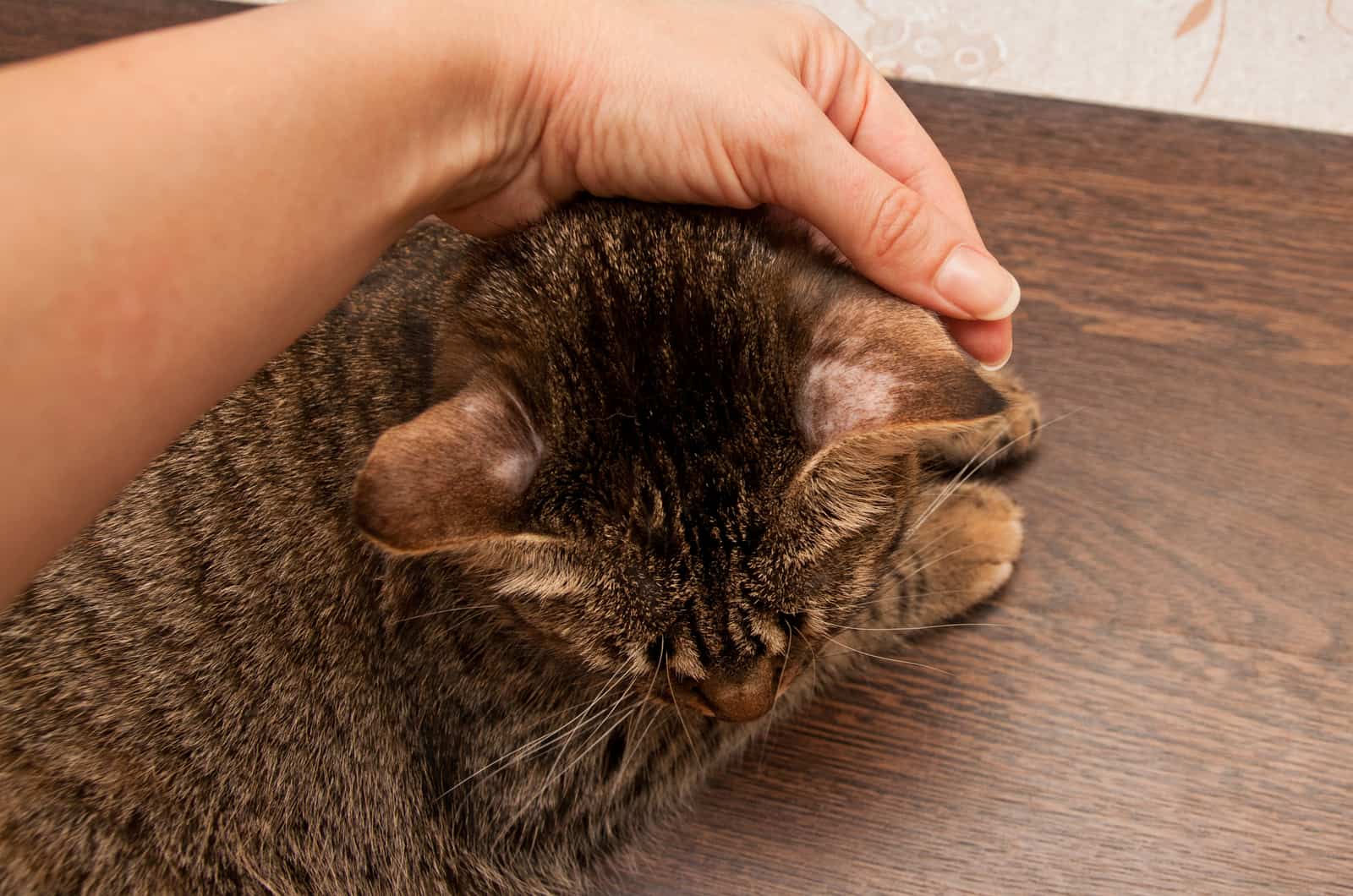 cat without hair on ears