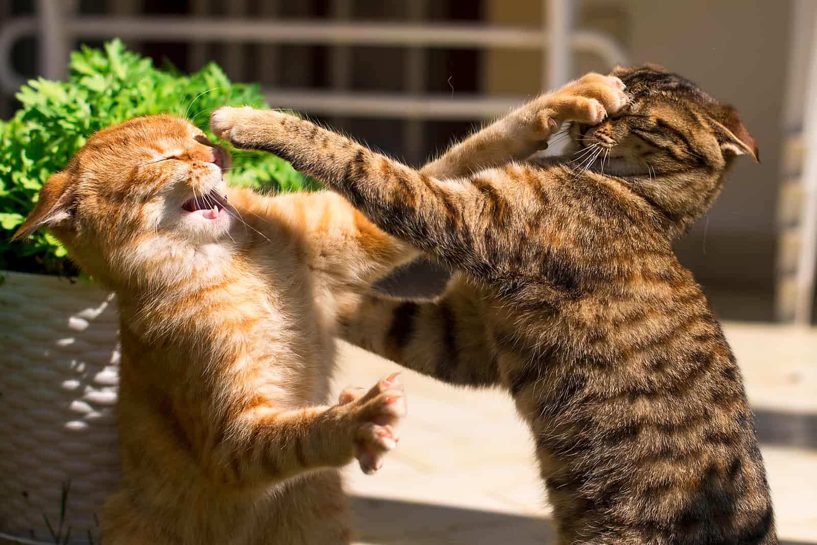 Why Do Female Cats Attack Males After Mating Learn Now