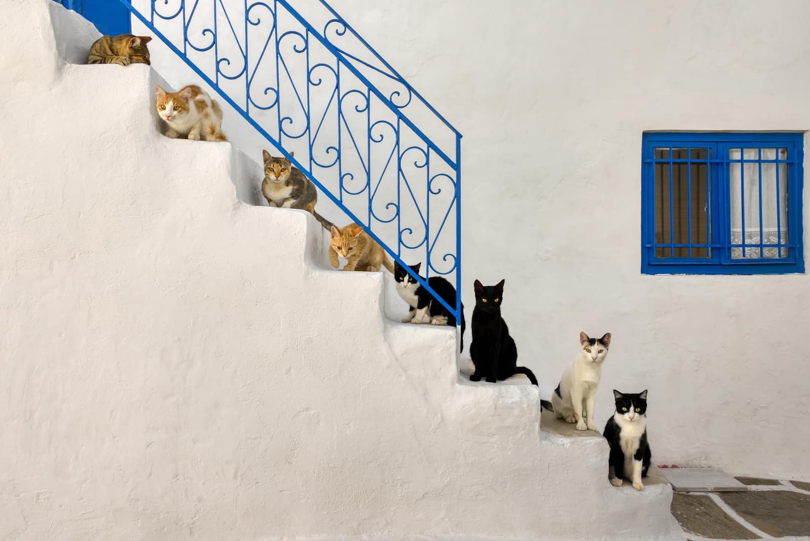 cats sitting on stairs