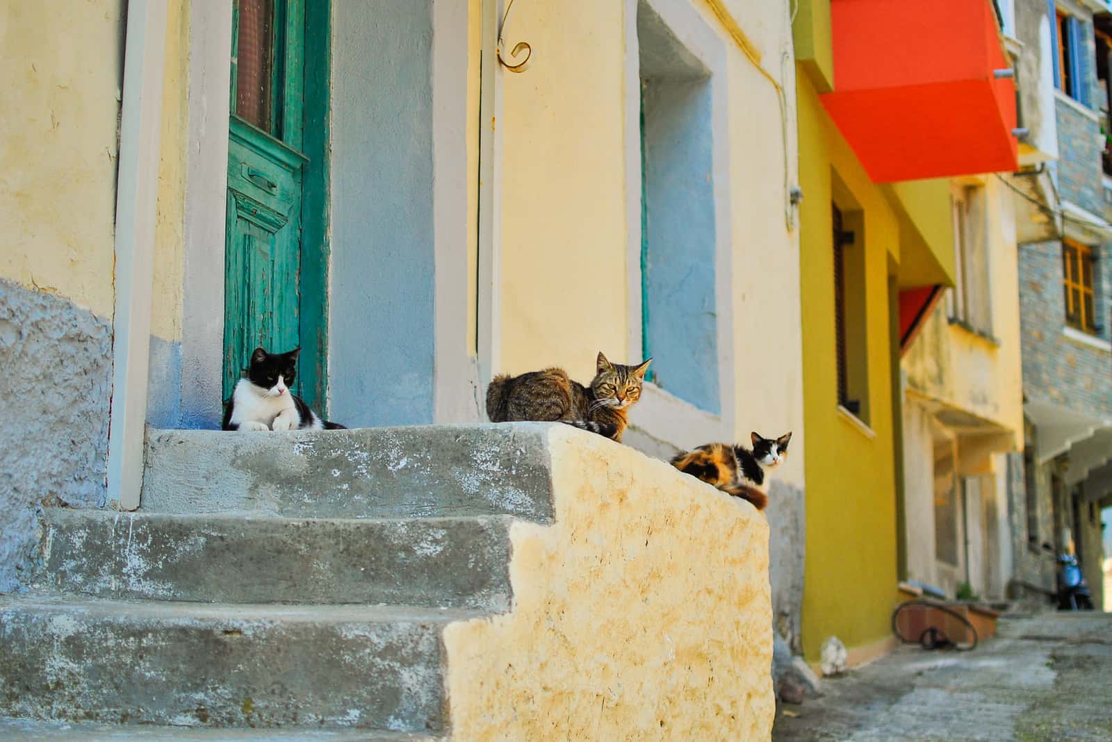 cats sitting on street
