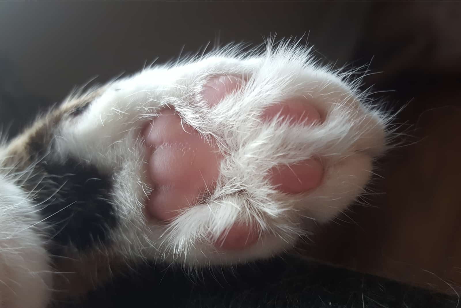 close shot of Cat Toe Beans