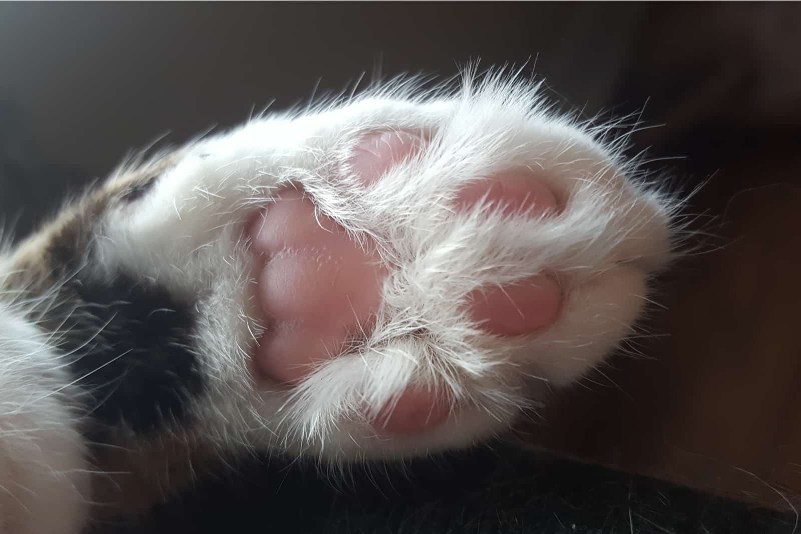 Cat paw hotsell jelly beans