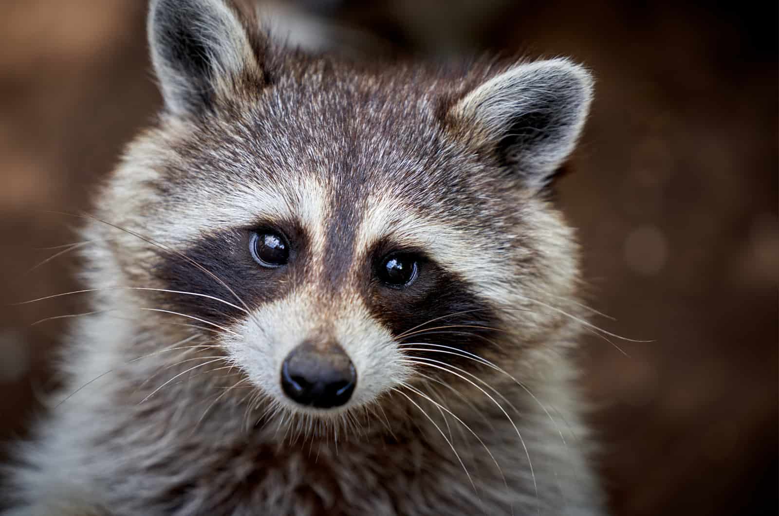 close shot of Raccoon