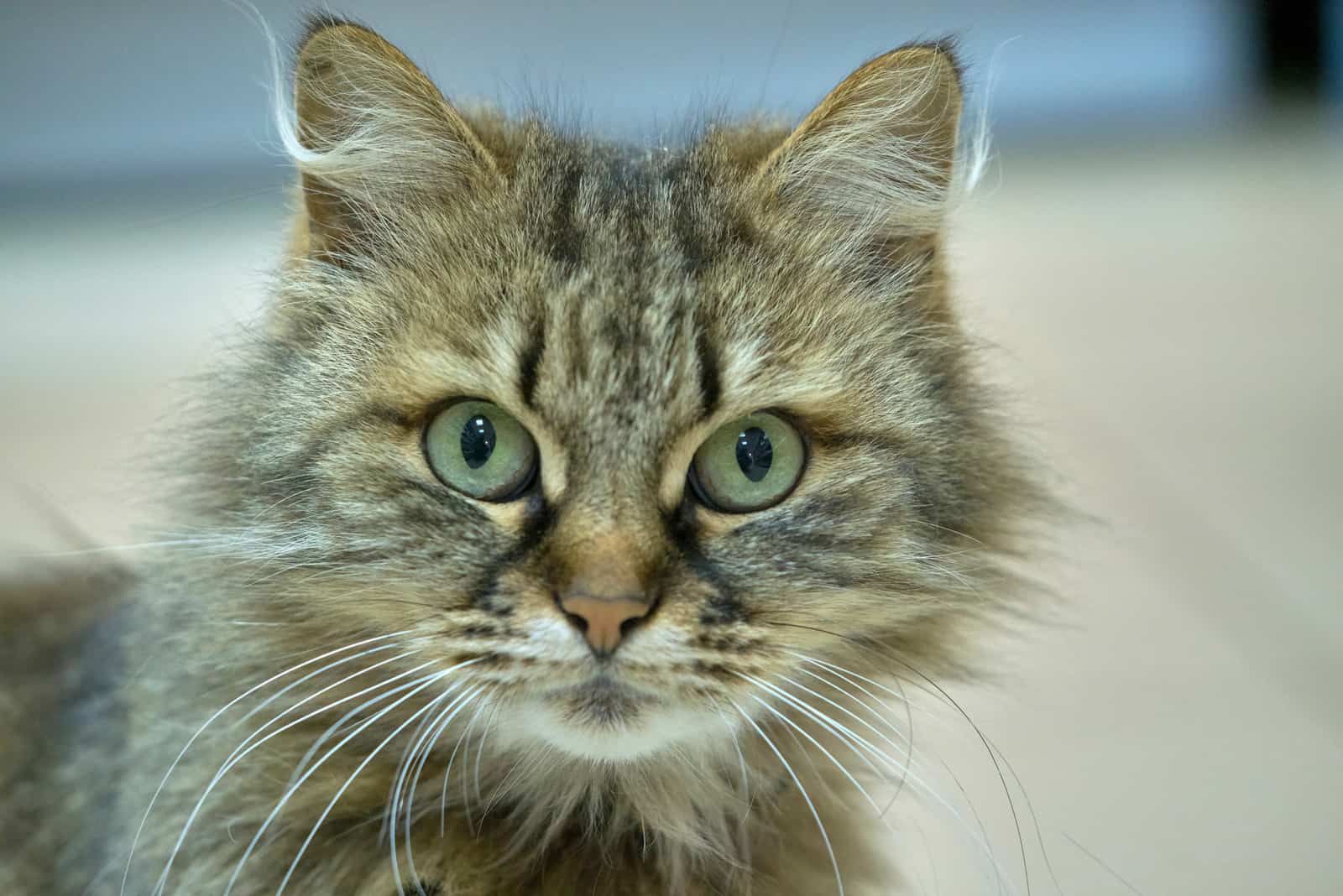 close shot of Turkish Angora