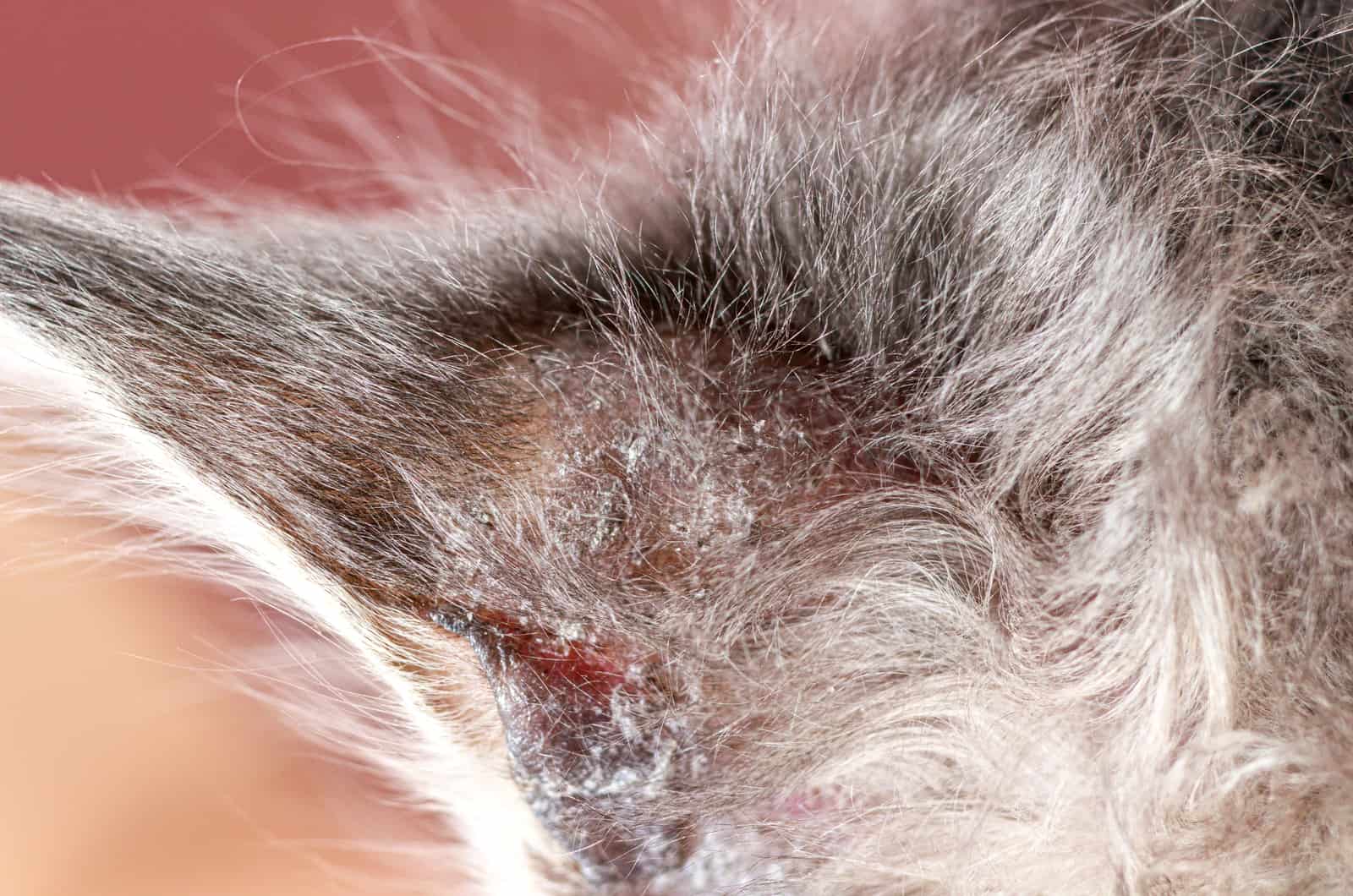 close shot of cat without hair on ears