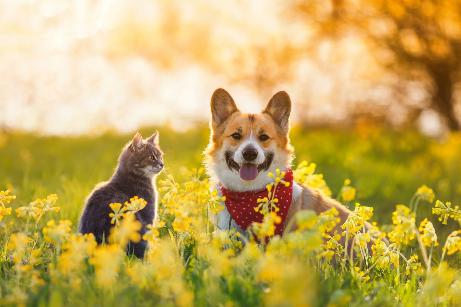 Can Cats And Dogs Have Babies? Things You Need To Know!