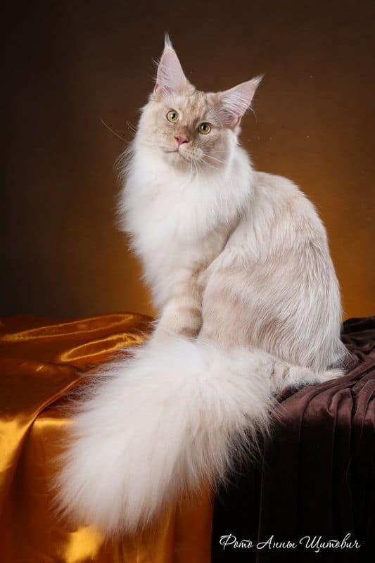 cream maine coon tuxedo cat