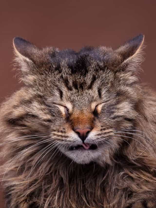 Check This Out If Your Feline Is Sneezing And Has Watery Eyes
