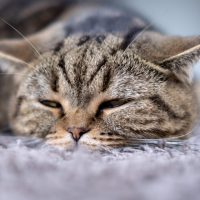 cat lying on carpet