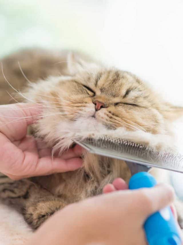 cat being brushed