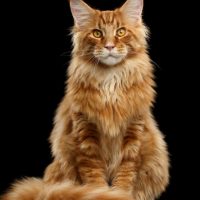 Maine Coon sitting with black background