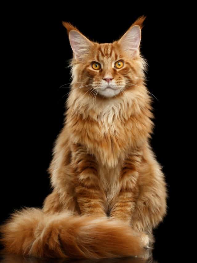 All You Need To Know About A Maine Coon Tuxedo Cat