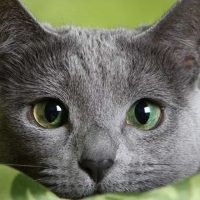 Russian Blue