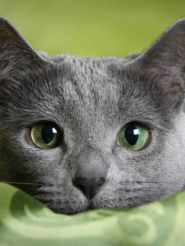 Majestic Grey Cats With Green Eyes Like Gems - happywhisker