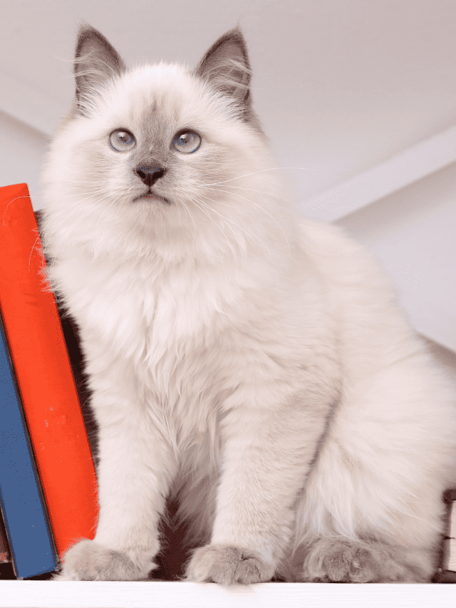 10 Possible Ragdoll Cat Behavior Problems