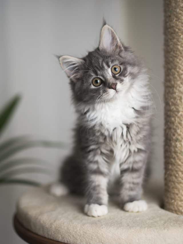 kitten standing on cat furniture and stare