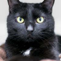 black domestic shorthair