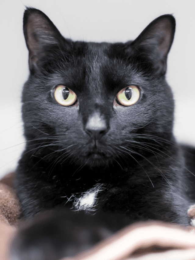 The List Of Domestic Cats With Yellow Eyes