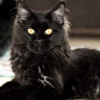 black smoke cat laying on the floor