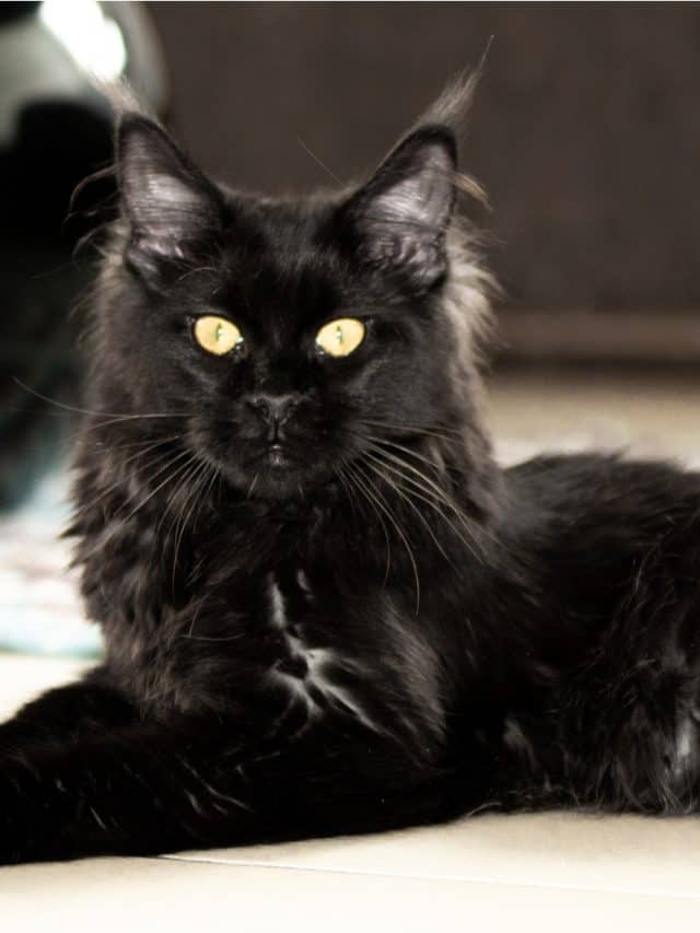 Everything About Black Smoke Cats