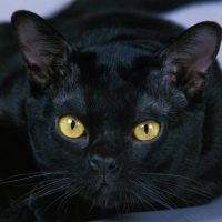 bombay cat