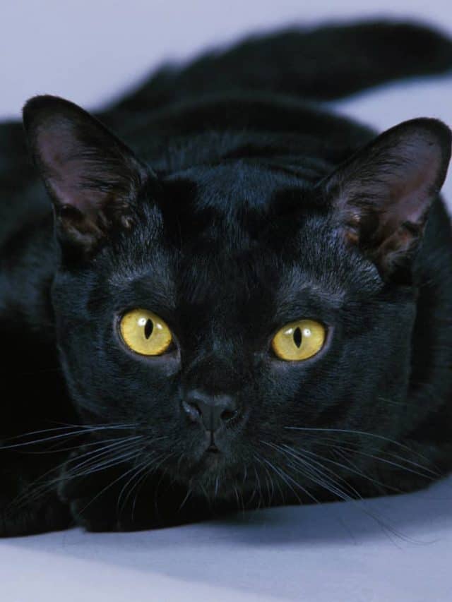 Here Are Some Black Cat Spiritual Meanings