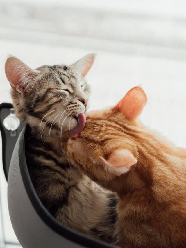 4 Possible Reasons For Cats Licking Each Other