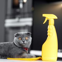 gray cat lying on table