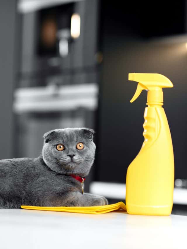 Is Spraying Cat With Water A Good Thing To Do?