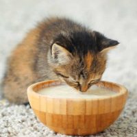 kitten drinking milk at home