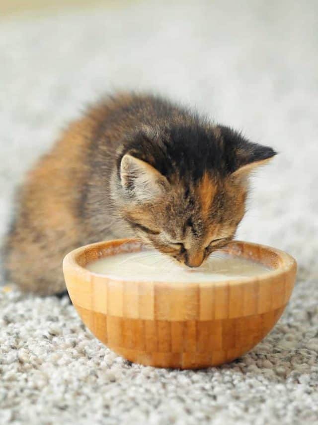 Do Cats Like Milk And Is It Safe For Them?