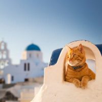 orange cat in greece