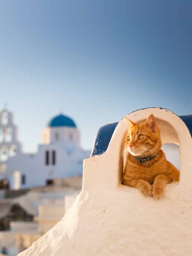 What Is So Interesting About Cats In Greece?