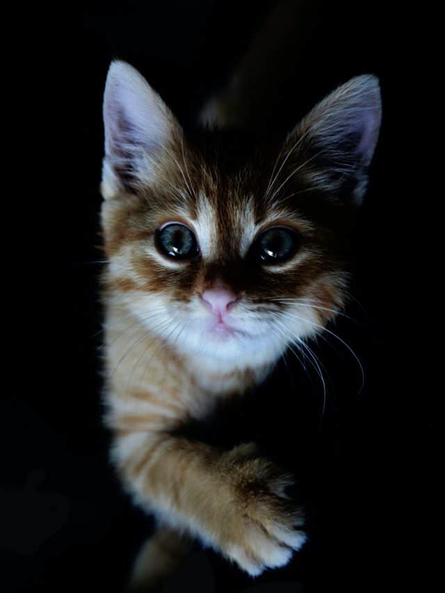 Can Kittens See In The Dark? Learn About Their Remarkable Vision