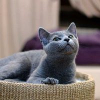 russian blue cat