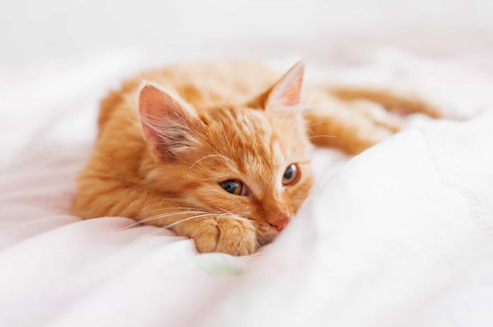 cute little kitty laying in bed