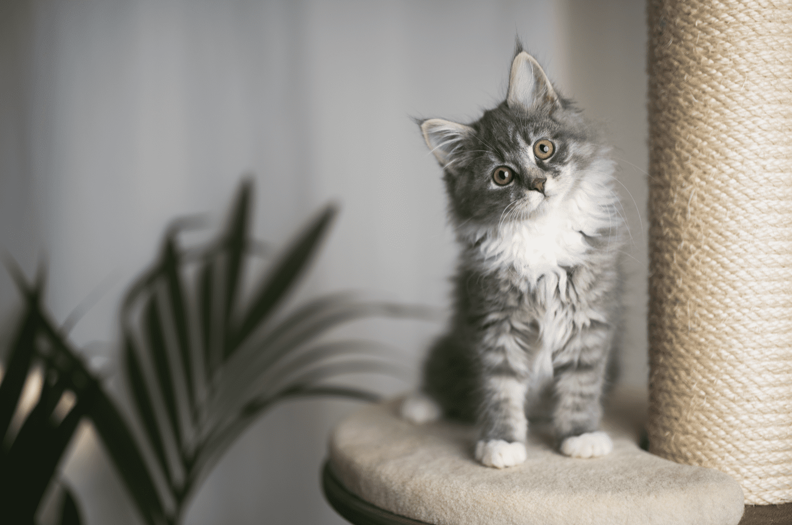 grey maine coon kitten sitting