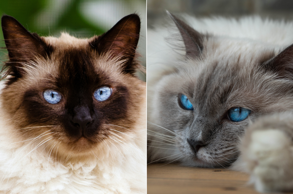 Himalayan Vs Ragdoll Cat Breed Comparison