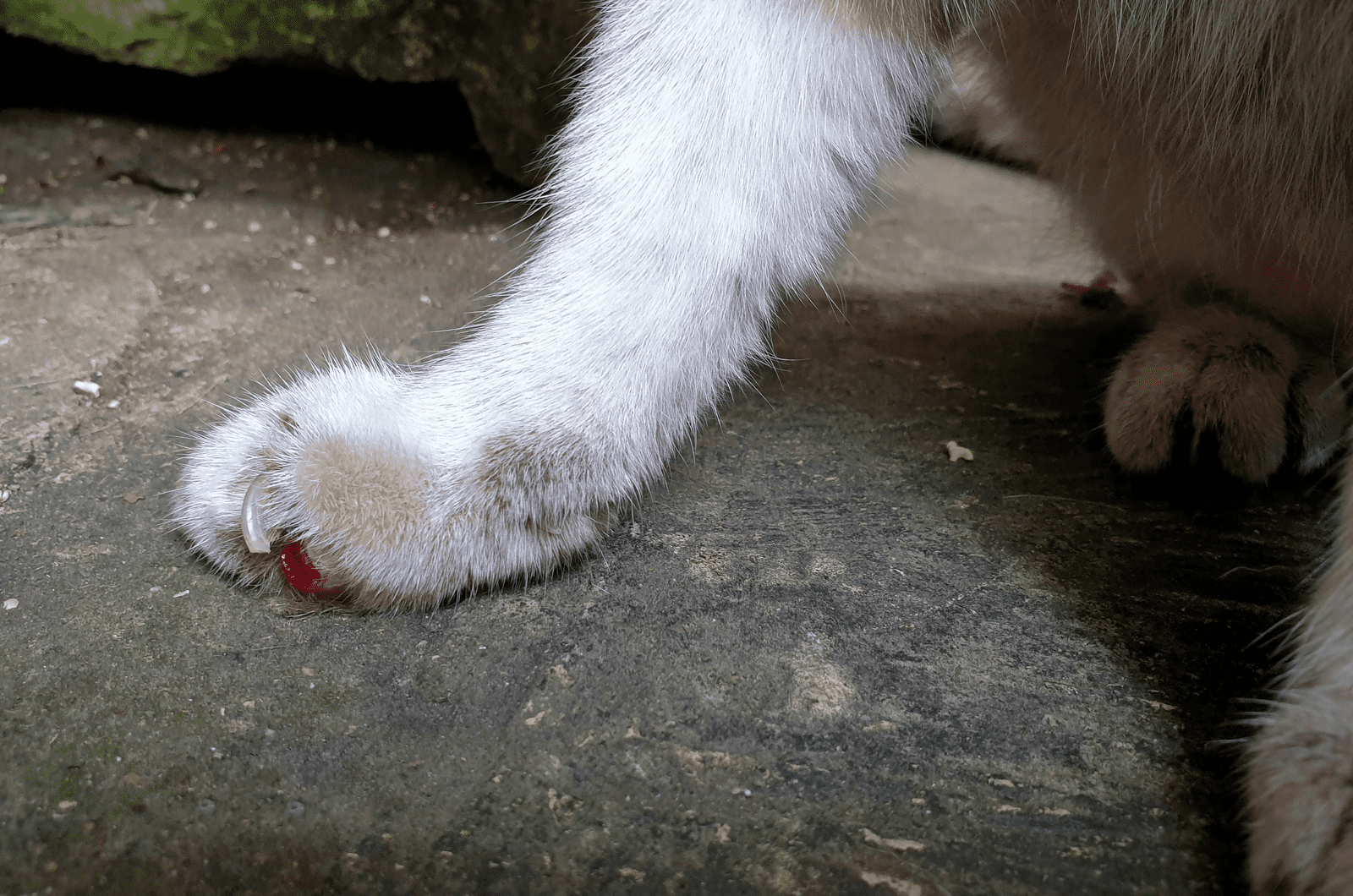 fresh wound on senior cat's front paw