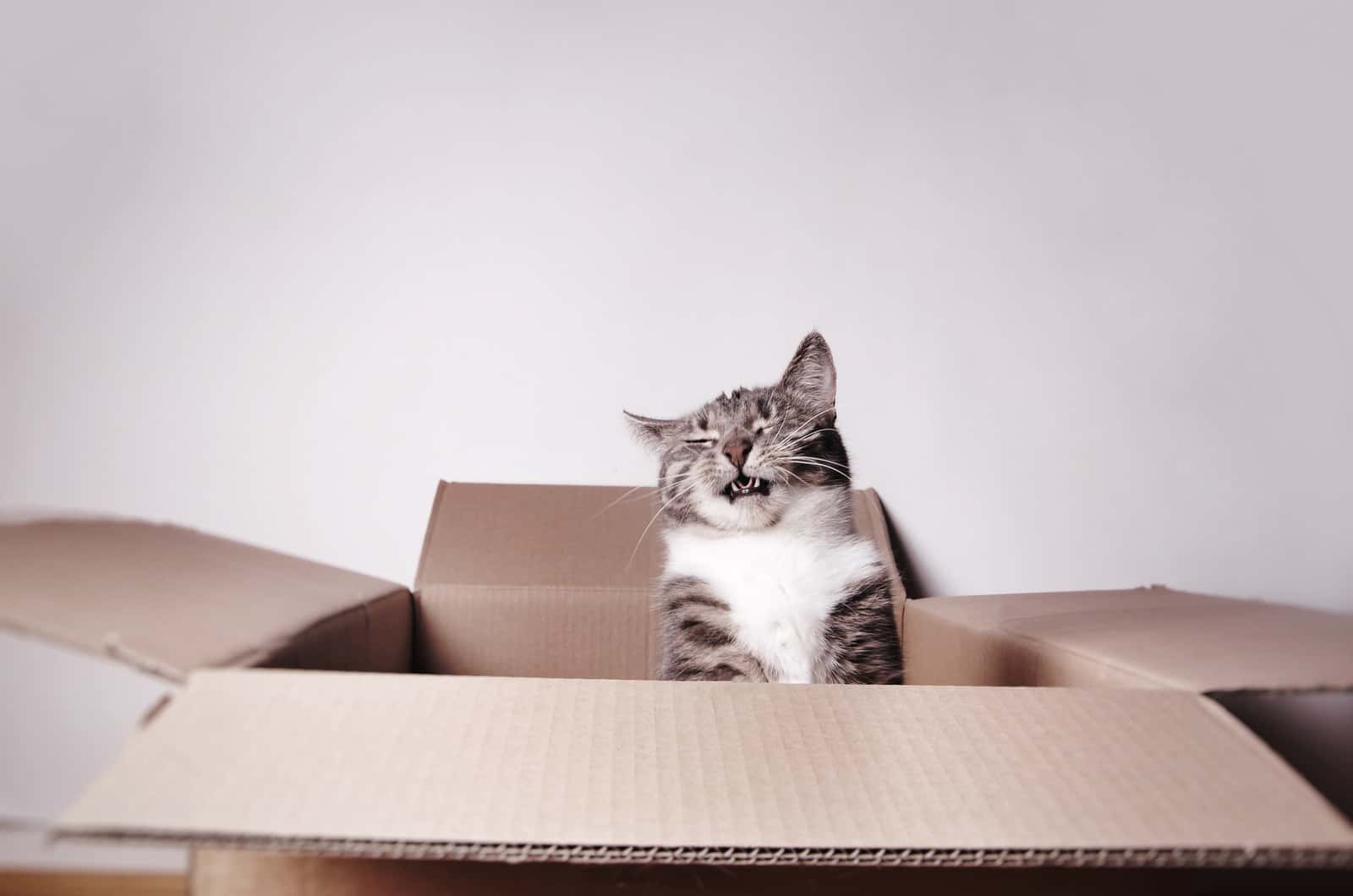 funny laughing cat in a cardboard box
