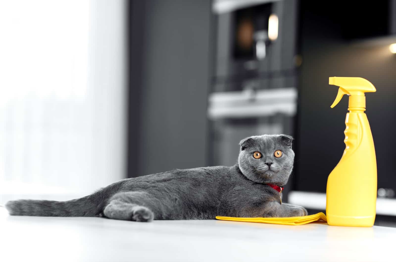 gray cat lying on table