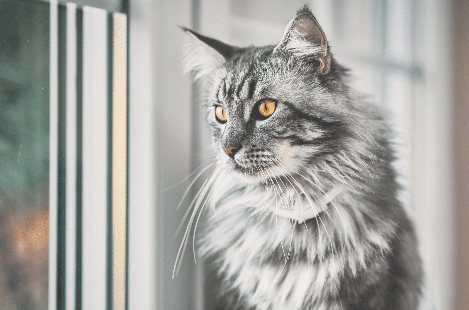 grey maine coon cat sitting by the window