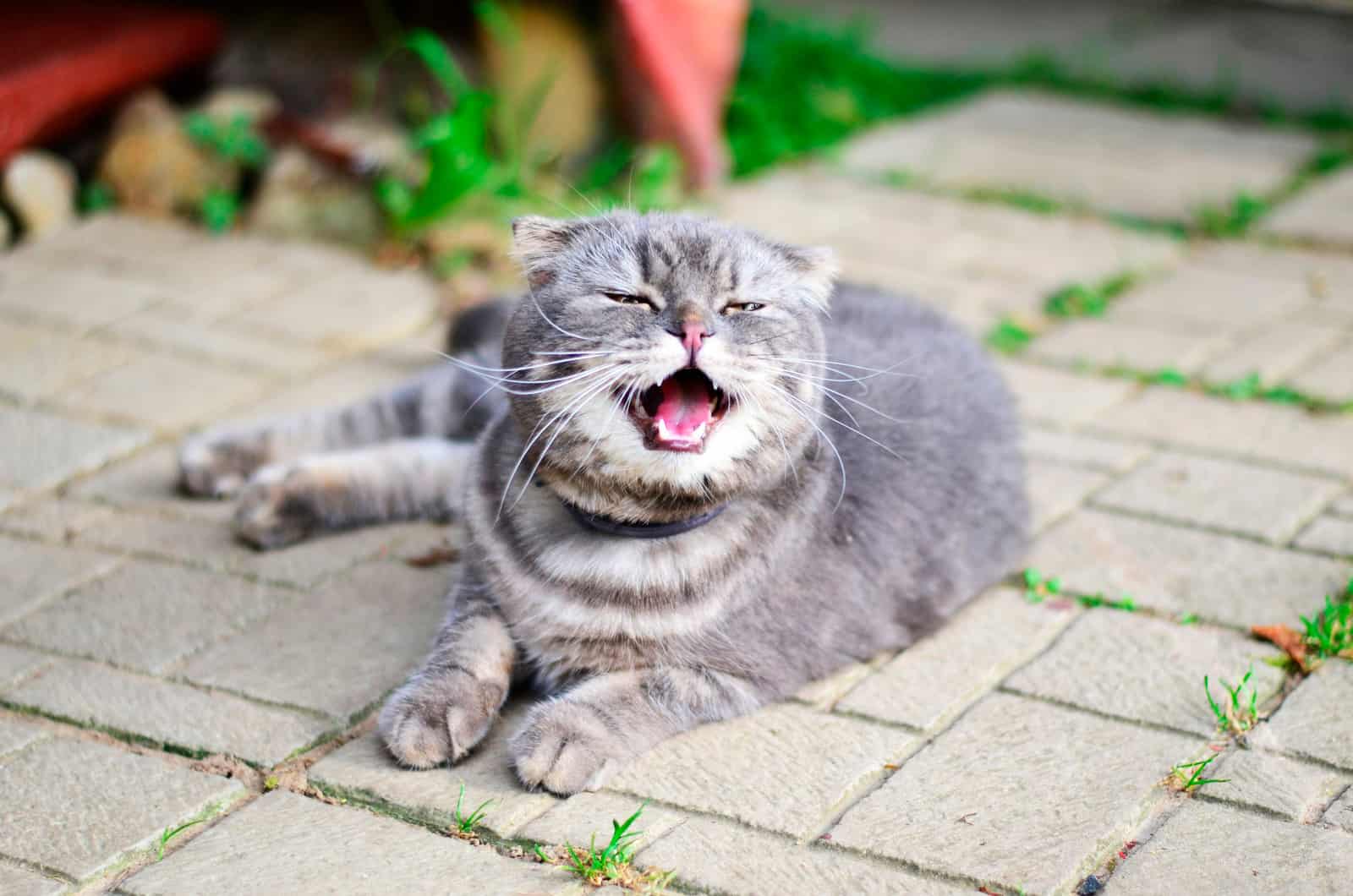 gray tabby cat sneezes and sits on the asphalt