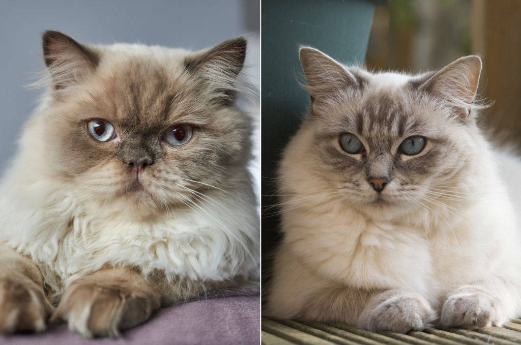 Himalayan Vs Ragdoll Cat Breed Comparison