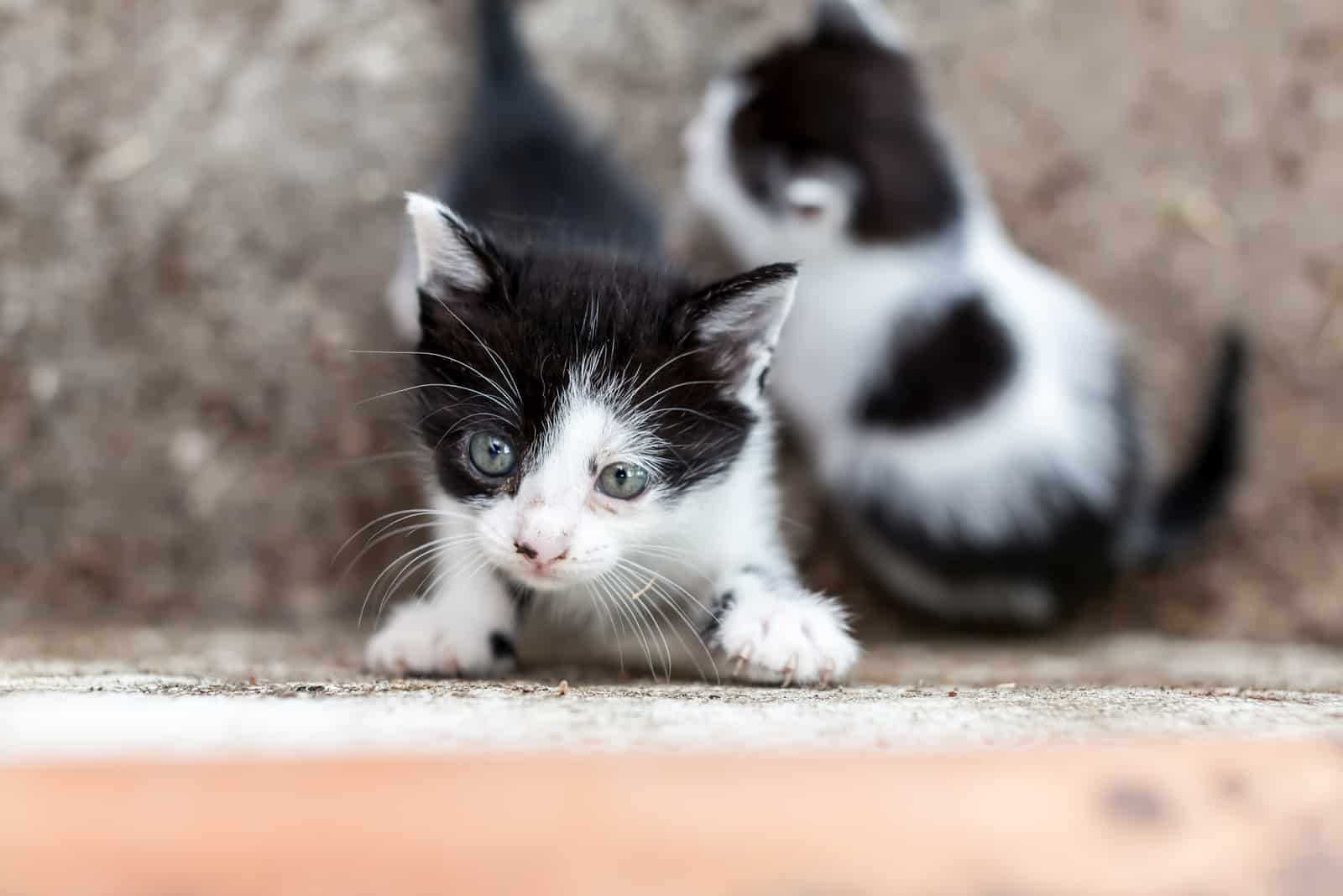 kitten clawing wall